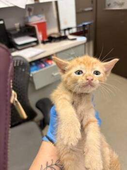 Avery -  Domestic Short Hair Cat for Adoption in Palm Coast, Florida - Avery | PetCurious