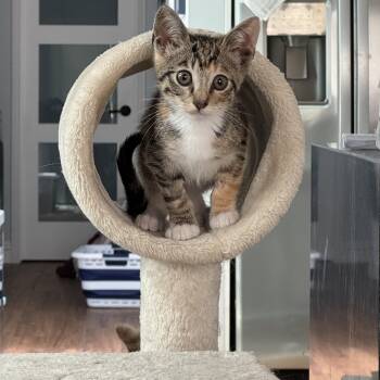 Tabby Cats Available for Adoption in Fountain Valley, California - Nike - A Victor For Your Heart | PetCurious