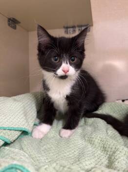 Rescue Domestic Short Hair Cats for Adoption in Winnipeg, Manitoba - Queen Julien | PetCurious