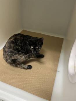 Domestic Short Hair Cats Available for Adoption in Palmetto, Florida - A135351 | PetCurious