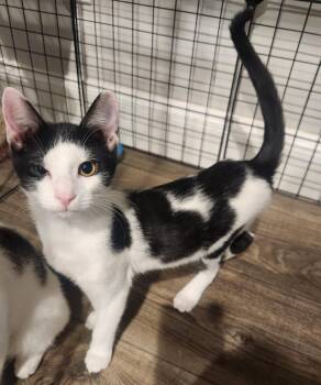 Domestic Short Hair Cats Available for Adoption in Statesboro, Georgia - Ace | PetCurious