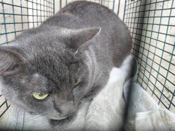 Domestic Short Hair Cats Available for Adoption in St. Cloud, Florida - SILVER | PetCurious