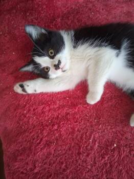 Rescue Domestic Short Hair Cats for Adoption in Santa Cruz, California - Charlee | PetCurious