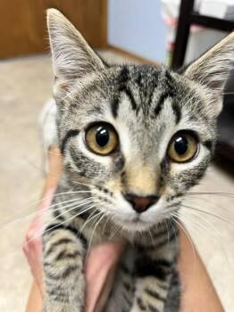 Thistle -  Domestic Short Hair Cat for Adoption in Dayton, Minnesota - Thistle | PetCurious