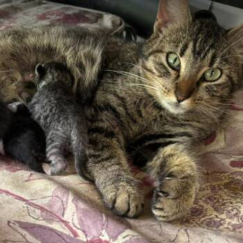 Bumble -  Domestic Short Hair Cat for Adoption in Mt. Juliet, Tennessee - Bumble | PetCurious