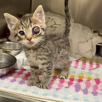 A610727 -  Domestic Short Hair Cat for Adoption in Modesto, California - A610727 | PetCurious