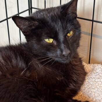 Knapsack -  Domestic Short Hair Cat for Adoption in Huntington, West Virginia - Knapsack | PetCurious