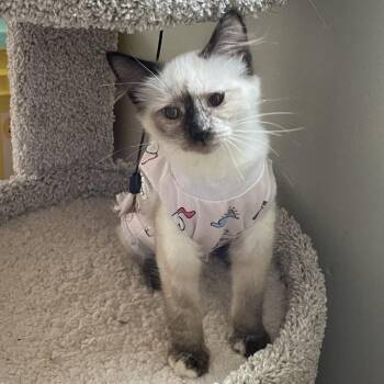 Shirley Temple26 -  Siamese Cat for Adoption in Youngsville, North Carolina - Shirley Temple26 | PetCurious