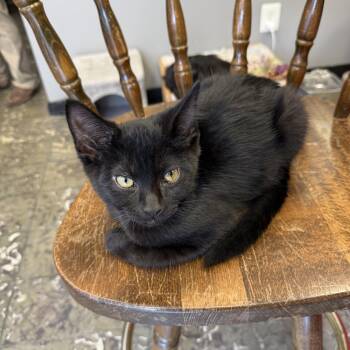 Baxter -  Domestic Short Hair Cat for Adoption in Hamburg, New York - Baxter | PetCurious