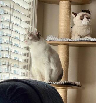 Domestic Short Hair Cats Available for Adoption - Fancy | PetCurious