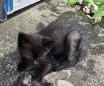 GEORGIA -  Domestic Short Hair Cat for Adoption in San Antonio, Texas - GEORGIA | PetCurious