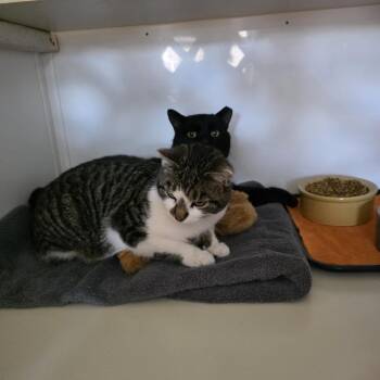 Domestic Short Hair Cats Available for Adoption - Blackie | PetCurious