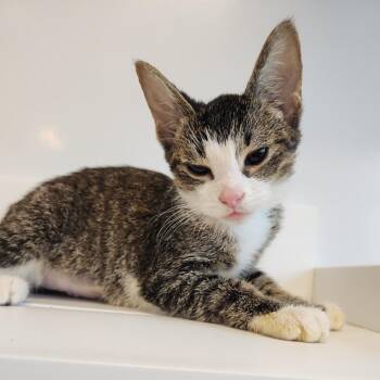 Sauce -  Domestic Short Hair Cat for Adoption in Fort Wayne, Indiana - Sauce | PetCurious