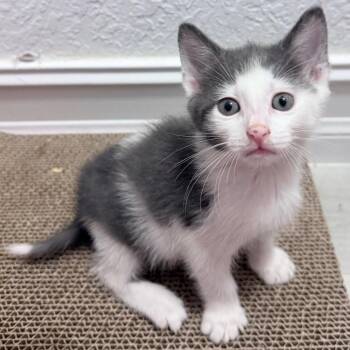 Tofu -  Domestic Short Hair Cat Available for Adoption in Pompano Beach, Florida - Tofu | PetCurious
