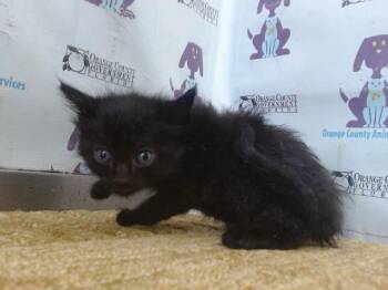 SALEM -  Domestic Short Hair Cat for Adoption in Orlando, Florida - SALEM | PetCurious