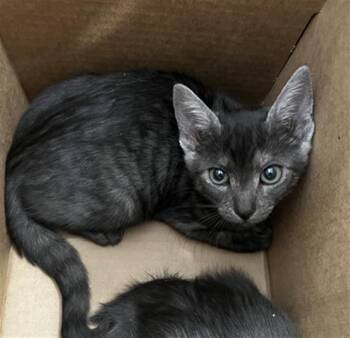 VELMA -  Domestic Short Hair Cat for Adoption in Dallas, Texas - VELMA | PetCurious