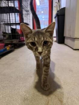Twist and Shout -  Domestic Short Hair Cat for Adoption in West Chester, Pennsylvania - Twist And Shout | PetCurious