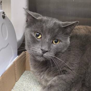 Scallion -  Domestic Short Hair Cat for Adoption in Buffalo, New York - Scallion | PetCurious