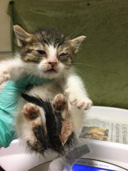 Domestic Short Hair Cats Available for Adoption in Riverside, California - A1916109 | PetCurious