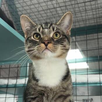 Domestic Short Hair Cats Available for Adoption in Los Angeles, California - Hayk | PetCurious