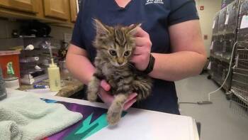 HANNAH BANANA -  Domestic Medium Hair Cat for Adoption - HANNAH BANANA | PetCurious