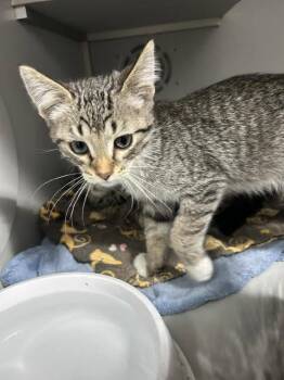 Rocket -  Domestic Short Hair Cat for Adoption in Dayton, Minnesota - Rocket | PetCurious