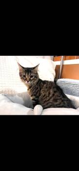 Mercedes -  Domestic Long Hair Cat for Adoption in Cleveland, Ohio - Mercedes | PetCurious