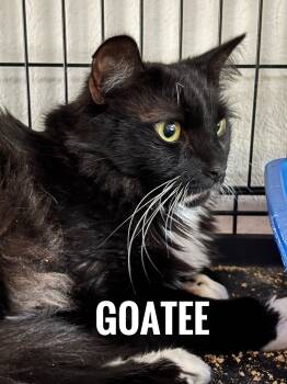 Domestic Long Hair Cats Available for Adoption in Longwood, Florida - Goatee | PetCurious