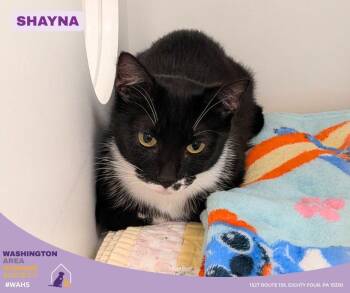 Domestic Short Hair Cats Available for Adoption in Eighty Four, Pennsylvania - Shayna | PetCurious