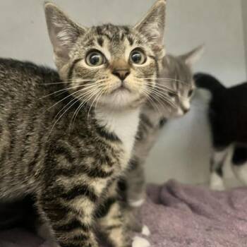 Louise Troy -  Domestic Short Hair Cat for Adoption in Dayton, Ohio - Louise Troy | PetCurious