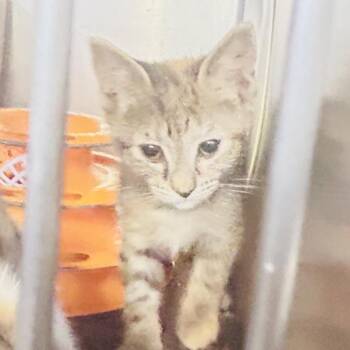 Salt Lick -  Domestic Short Hair Cat for Adoption in Baltimore, Maryland - Salt Lick | PetCurious