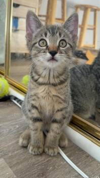 Domestic Short Hair Cats Available for Adoption in Portland, Oregon - Ferris | PetCurious