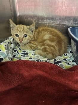 Pennywise -  Domestic Short Hair Cat for Adoption in Morristown, Tennessee - Pennywise | PetCurious