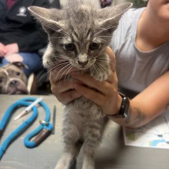 Mrs. Puddles -  Domestic Short Hair Cat for Adoption in Chattanooga, Tennessee - Mrs. Puddles | PetCurious
