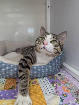 Domestic Short Hair Cats Available for Adoption in Oconto, Wisconsin - Uno | PetCurious