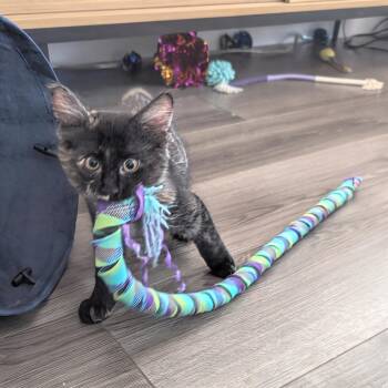 Daphne bonded to Velma -  Domestic Short Hair Cat for Adoption in Portland, Oregon - Daphne Bonded To Velma | PetCurious