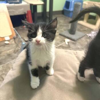 Domestic Short Hair Cats Available for Adoption in West Olive, Michigan - Lavender (Holland Cat Cove) | PetCurious