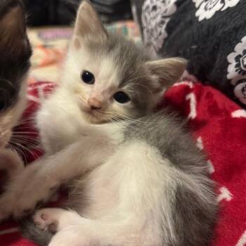 Thumbprint -  Domestic Short Hair Cat for Adoption in Bel Air, Maryland - Thumbprint | PetCurious