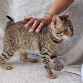 Rescue Egyptian Mau Cats for Adoption in Brampton, Ontario - Saleena- 3 Months Blind | PetCurious