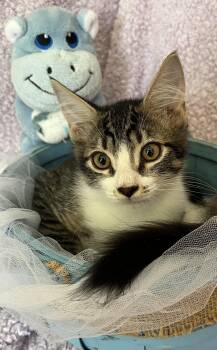 Conch -  Tabby and Domestic Medium Hair Cat for Adoption in St. Augustine, Florida - Conch | PetCurious