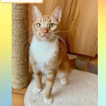 KC Sunshine -  Domestic Short Hair Cat for Adoption in Port Chester, New York - KC Sunshine | PetCurious