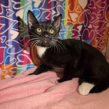 Littlefoot -  Domestic Short Hair Cat for Adoption - Littlefoot | PetCurious