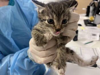 SQUIGGLES -  Domestic Short Hair Cat Available for Adoption in Santa Fe, New Mexico - SQUIGGLES | PetCurious