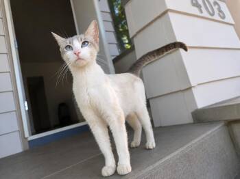 Misty -  Siamese Cat for Adoption in Rio Linda, California - Misty | PetCurious