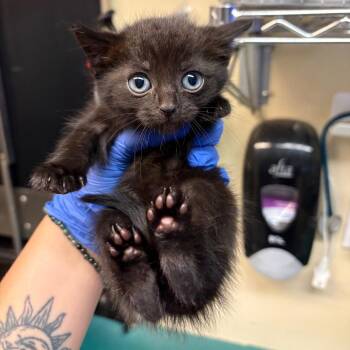 Graham -  Domestic Short Hair Cat for Adoption in Pasadena, California - Graham | PetCurious