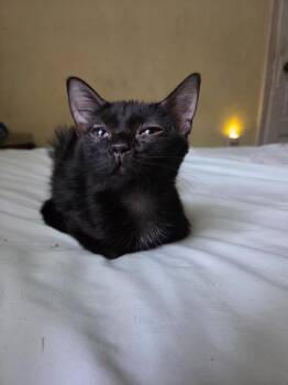 Violet -  Domestic Short Hair Cat for Adoption in Pocatello, Idaho - Violet | PetCurious