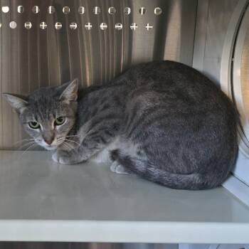 Rescue Domestic Short Hair Cats for Adoption in Denver, Colorado - Mama Elvira | PetCurious