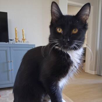 Ryder -  Domestic Medium Hair and Tuxedo Cat for Adoption in Antioch, California - Ryder | PetCurious