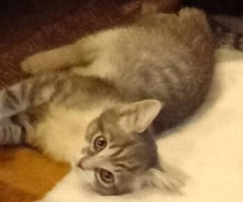 Tuffy -  Domestic Short Hair Cat Available for Adoption in San Jacinto, California - Tuffy | PetCurious