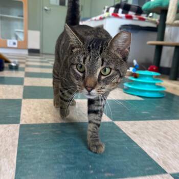 Rockefeller -  Domestic Short Hair Cat for Adoption - Rockefeller | PetCurious